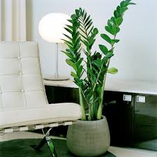 Zamioculcas | Van Leeuwen Feng Shui